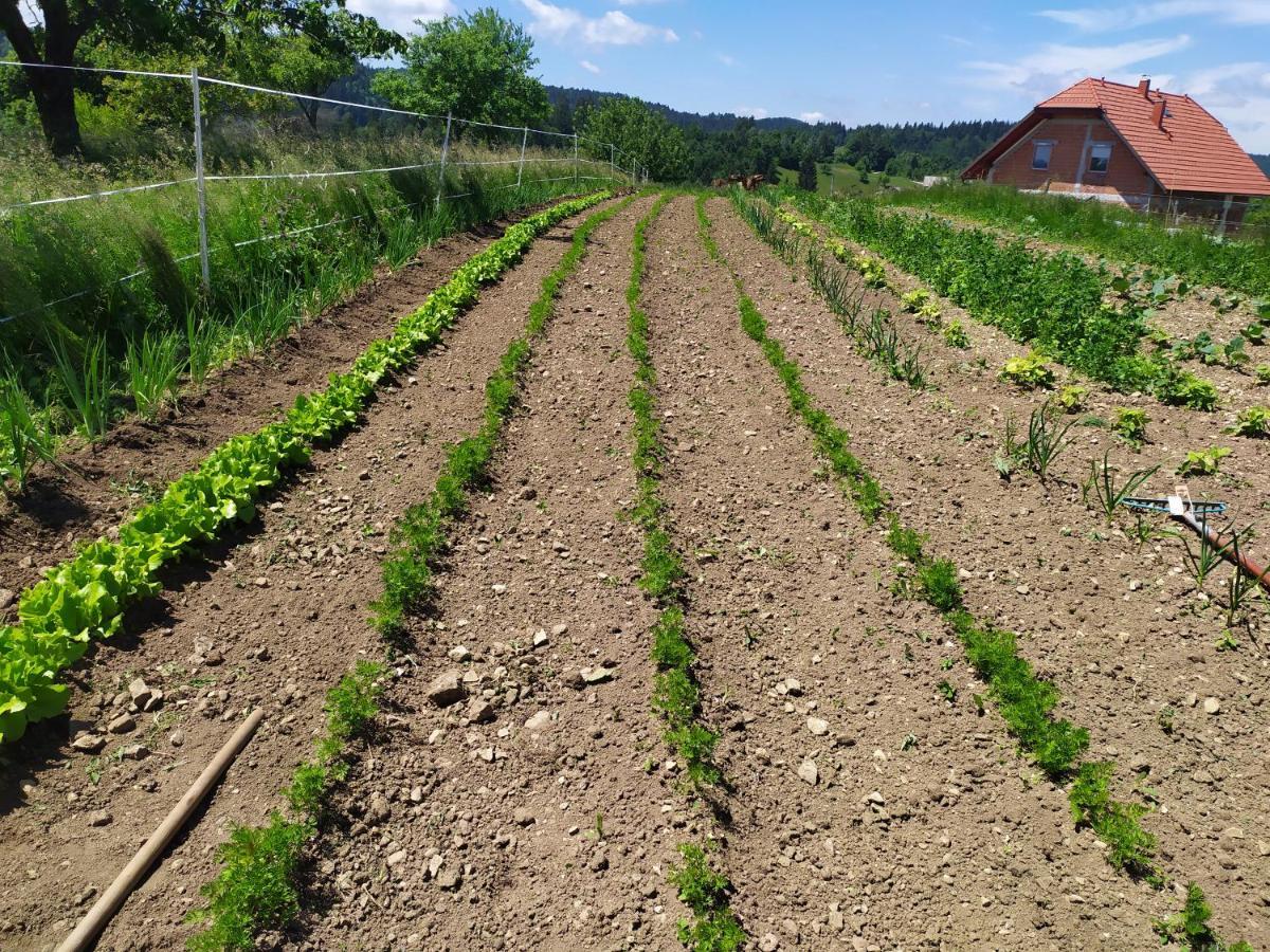 Tourist Farm Strle With Great Local Food Villa Cerknica Exterior foto